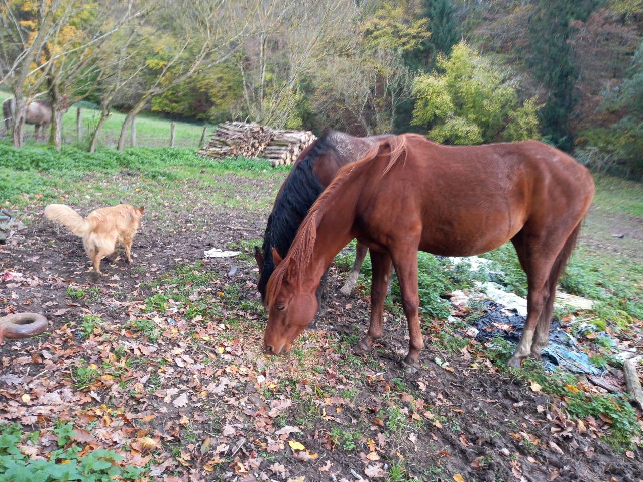Mare Palomino For sale 2022 Chesnut