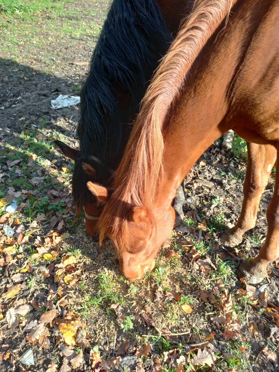 Mare Palomino For sale 2022 Chesnut