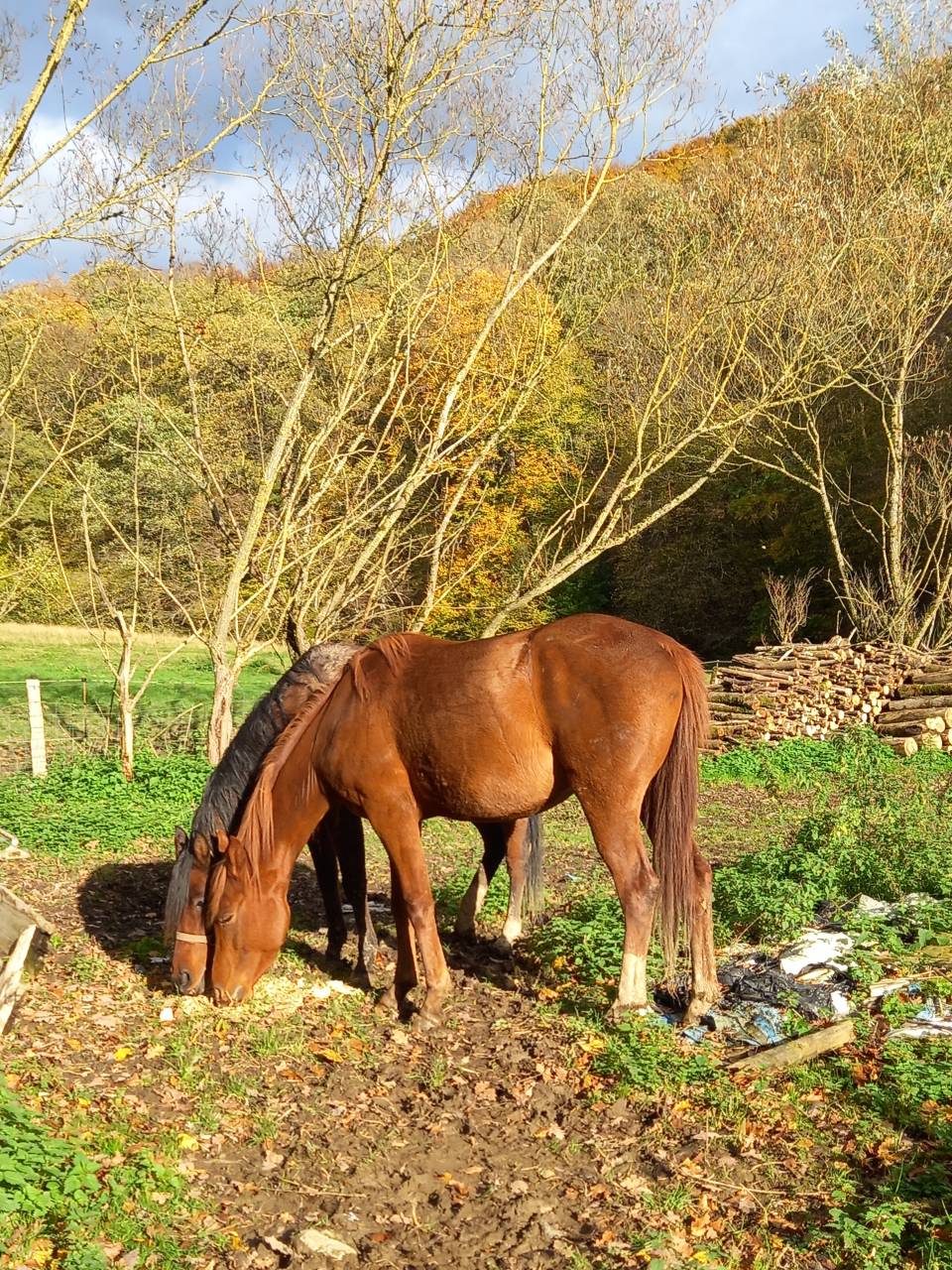 Mare Palomino For sale 2022 Chesnut