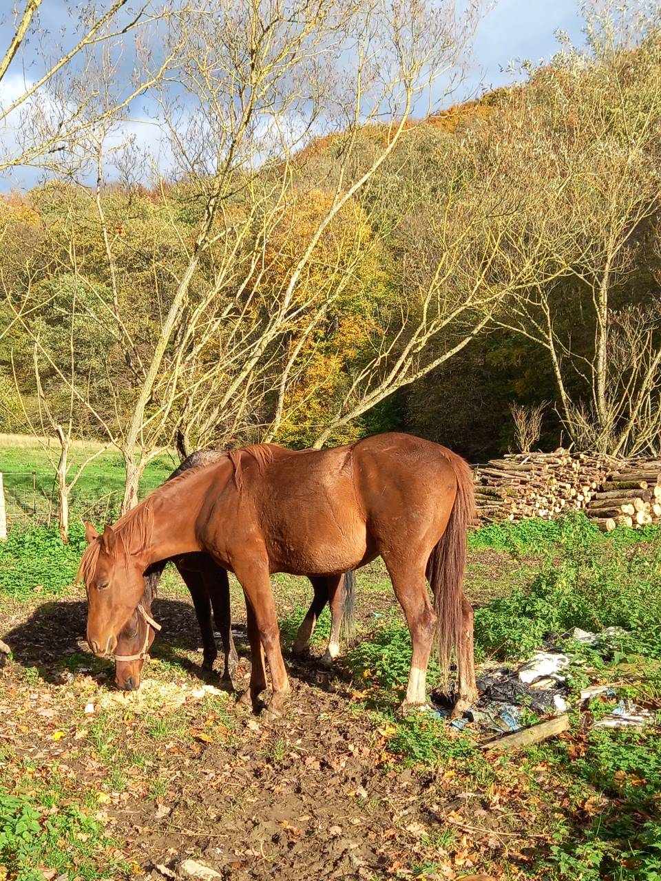 Mare Palomino For sale 2022 Chesnut
