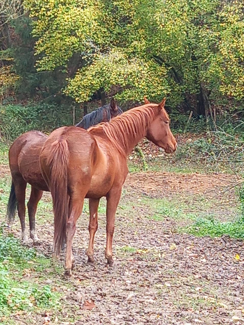 Mare Palomino For sale 2022 Chesnut