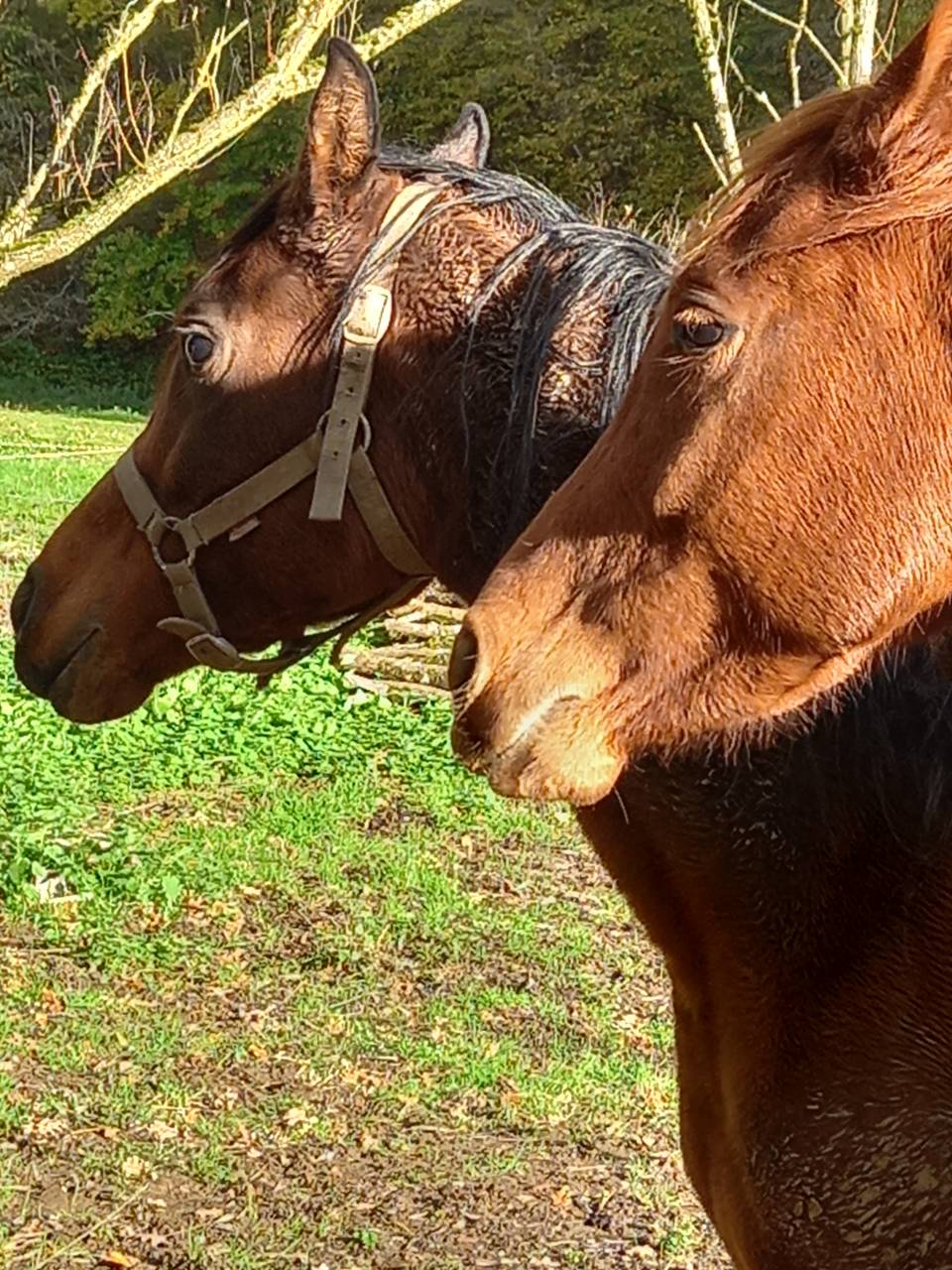 Mare Palomino For sale 2022 Chesnut