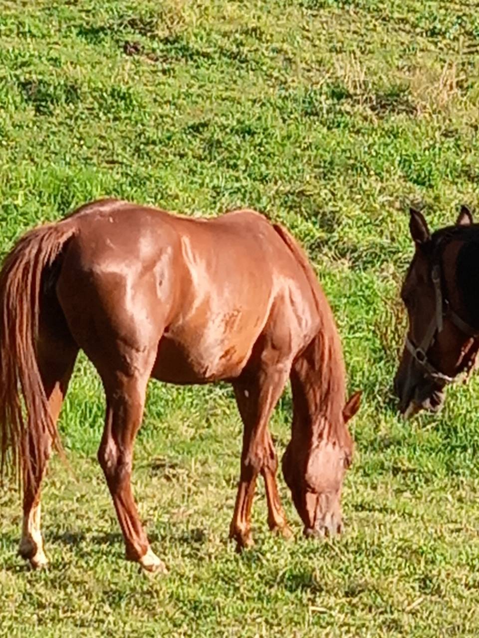 Mare Palomino For sale 2022 Chesnut