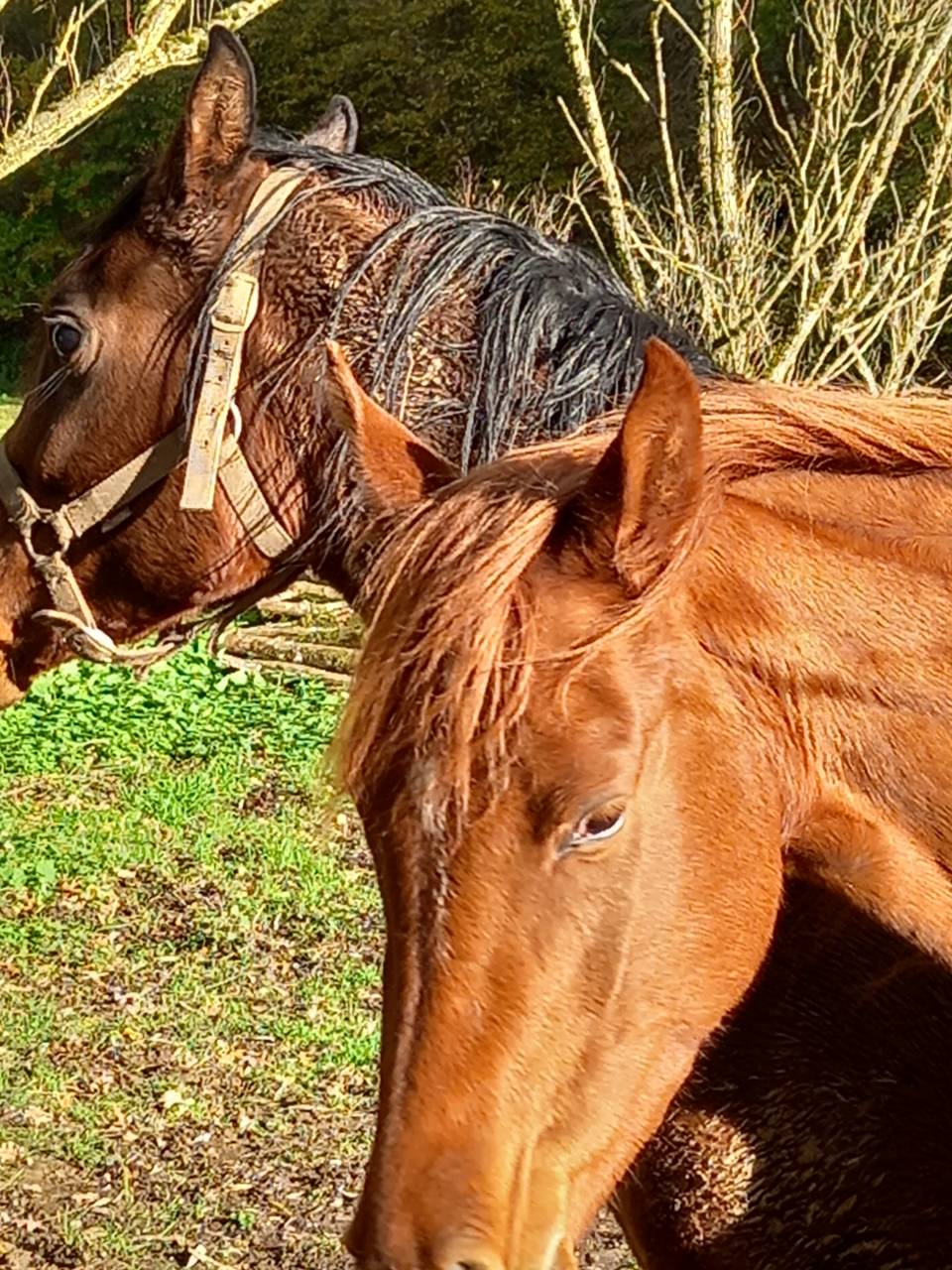 Mare Palomino For sale 2022 Chesnut