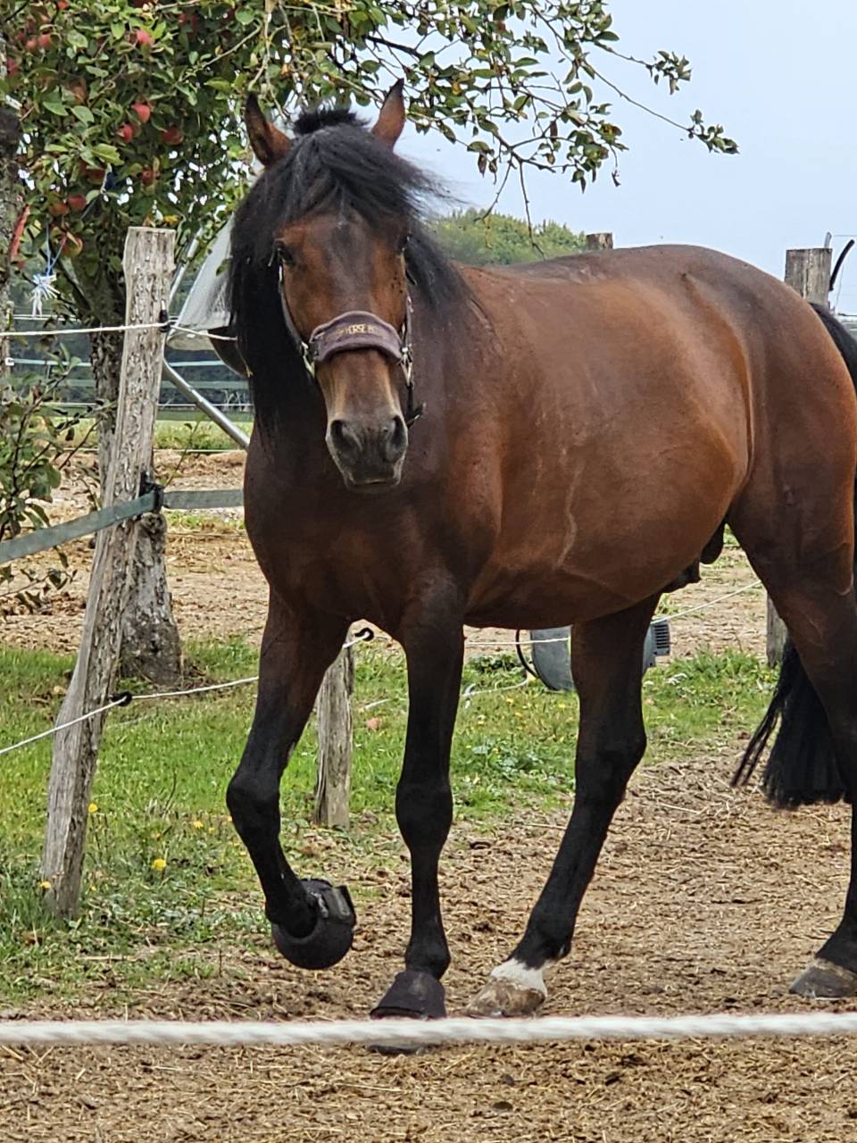 Entire PRE Pure Spanish Bred For sale 2019 Dark Bay