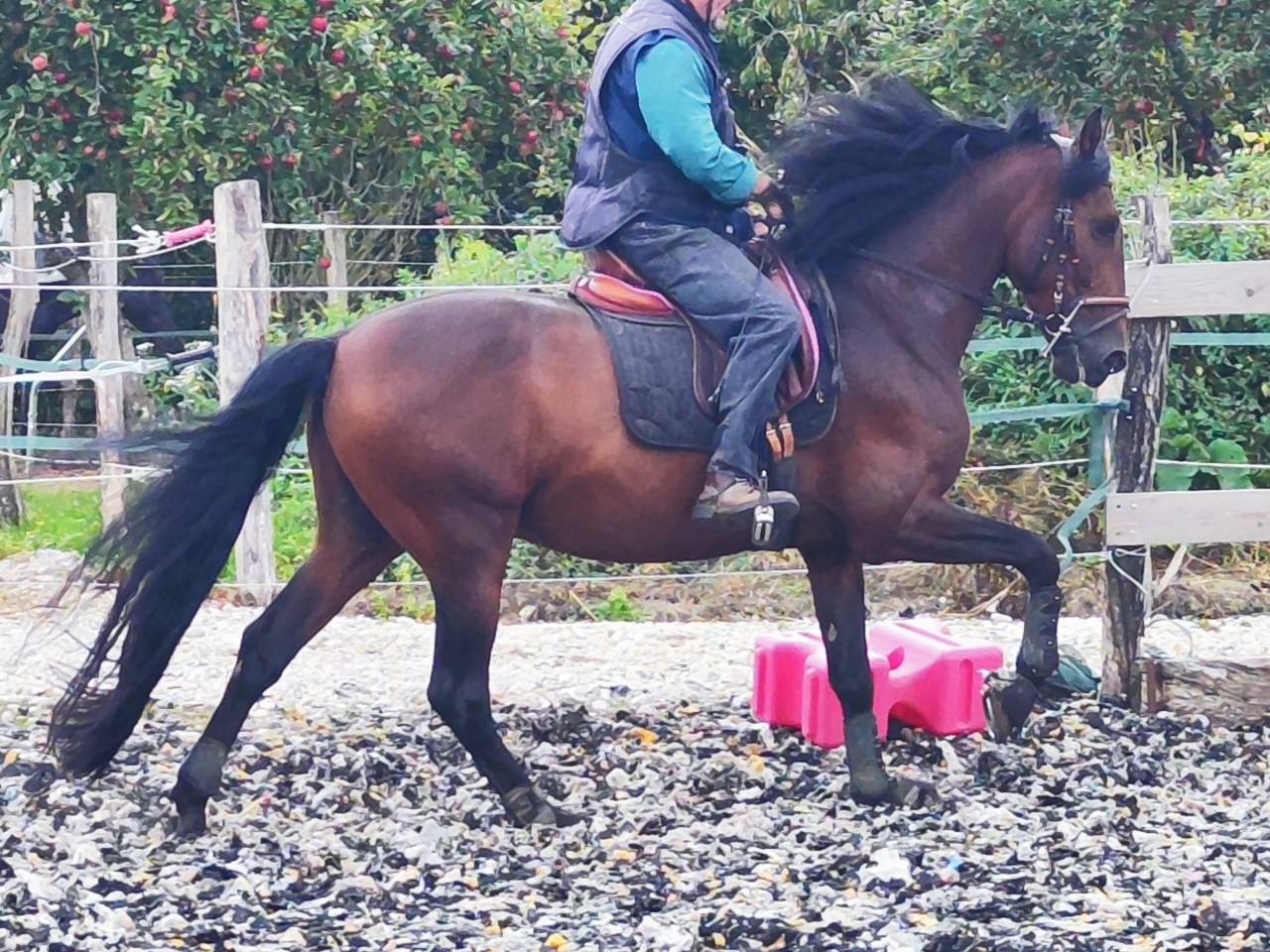 Entire PRE Pure Spanish Bred For sale 2019 Dark Bay