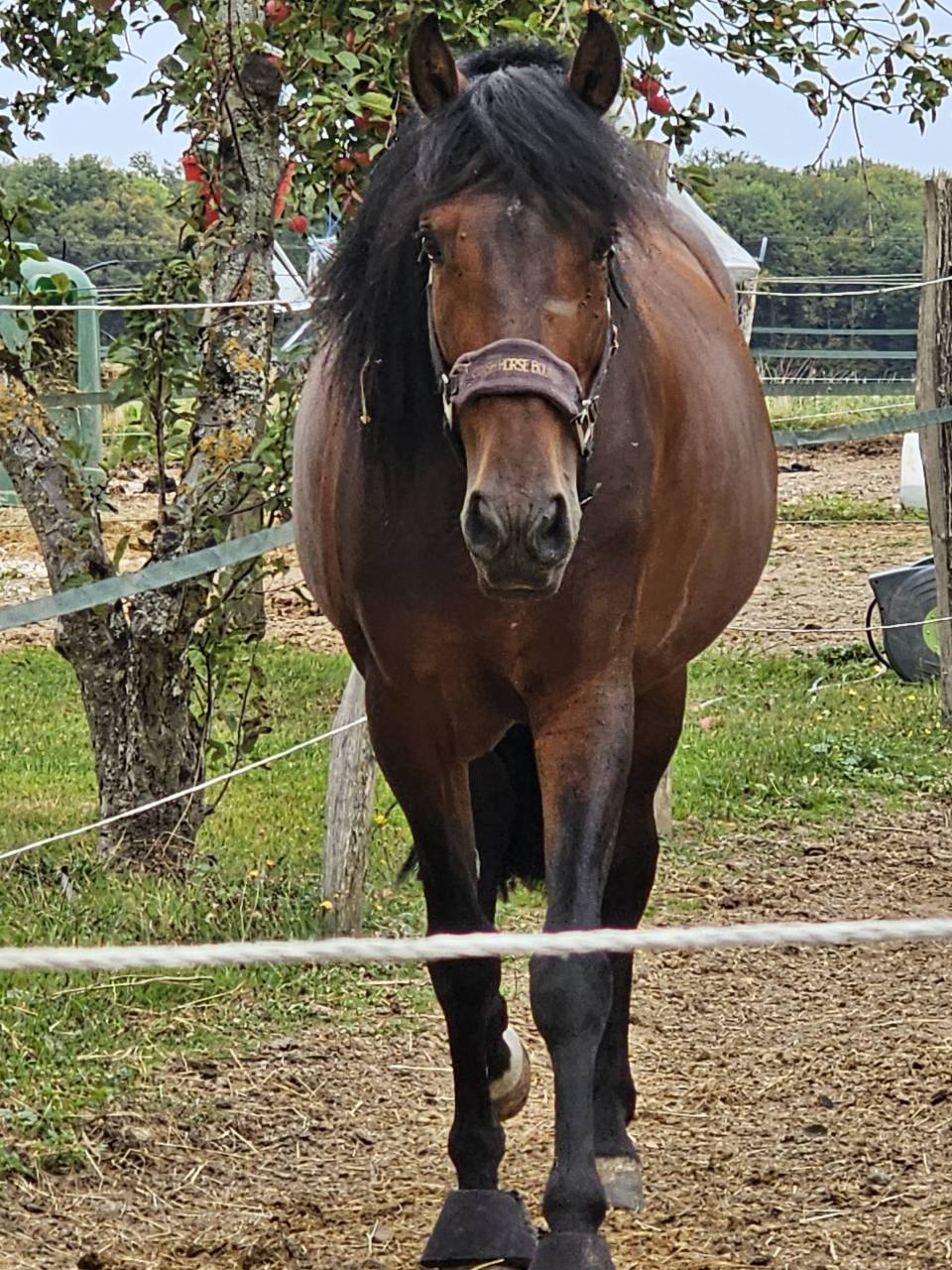 Entire PRE Pure Spanish Bred For sale 2019 Dark Bay