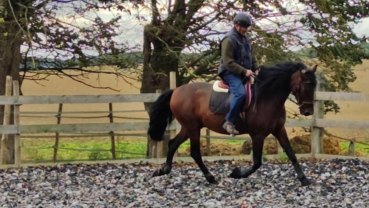 Entire PRE Pure Spanish Bred For sale 2019 Dark Bay