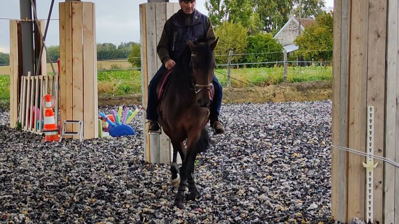 Entire PRE Pure Spanish Bred For sale 2019 Dark Bay