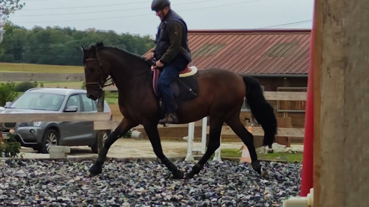 Entire PRE Pure Spanish Bred For sale 2019 Dark Bay