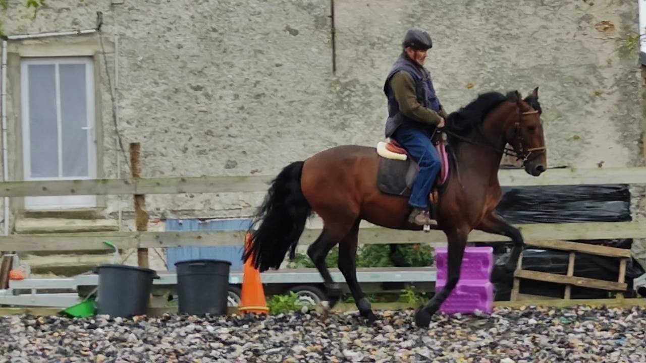 Entire PRE Pure Spanish Bred For sale 2019 Dark Bay