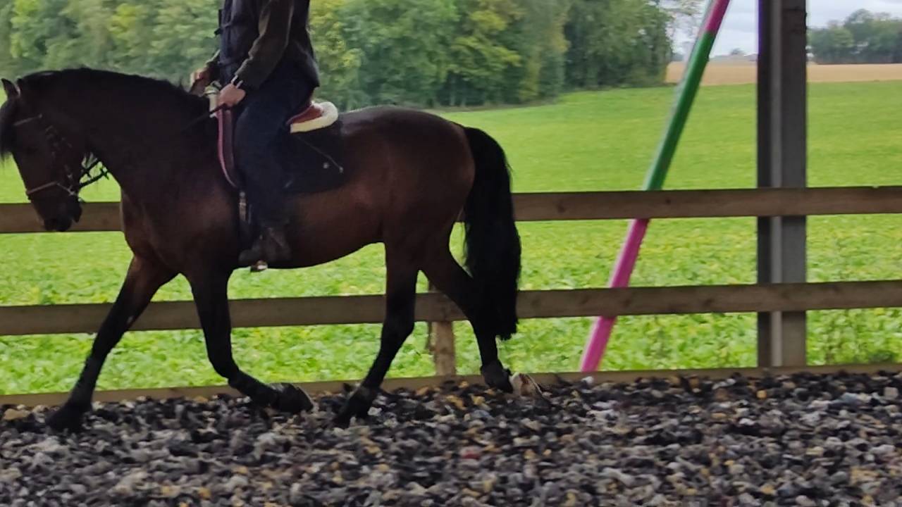 Entire PRE Pure Spanish Bred For sale 2019 Dark Bay