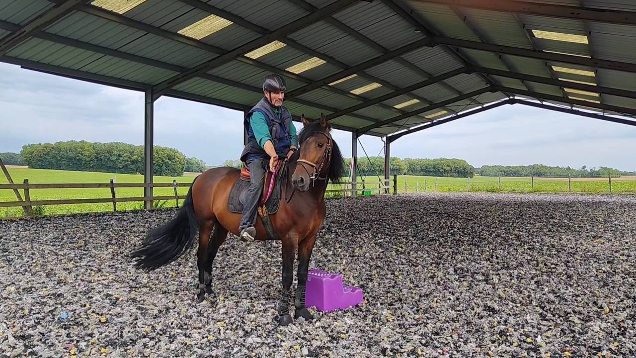 Entire PRE Pure Spanish Bred For sale 2019 Dark Bay