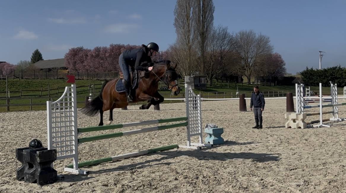 Mare French Saddle Pony Part-Livery 2020 Bay