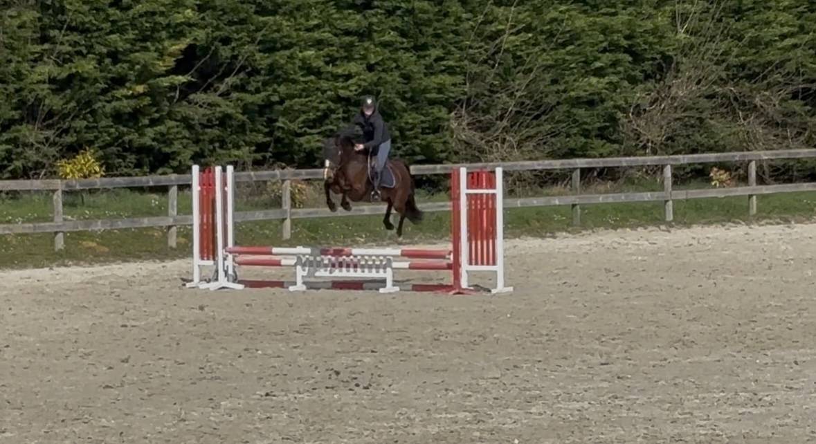 Mare French Saddle Pony Part-Livery 2020 Bay