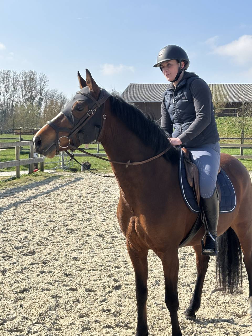 Mare French Saddle Pony Part-Livery 2020 Bay