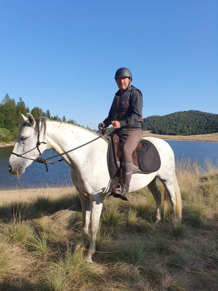 Gelding Barb For sale 2010 White