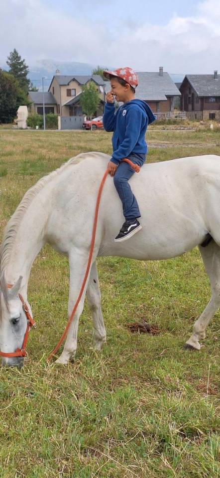 Gelding Barb For sale 2010 White