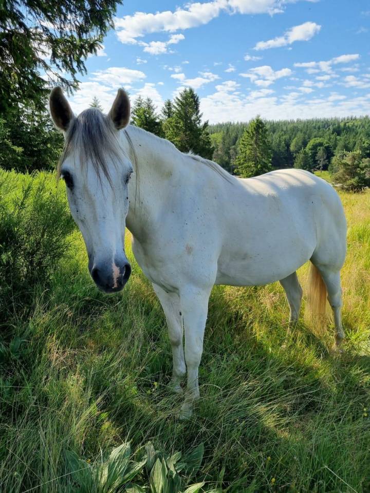 Gelding Barb For sale 2010 White