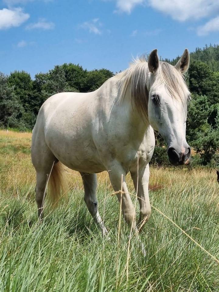 Gelding Barb For sale 2010 White