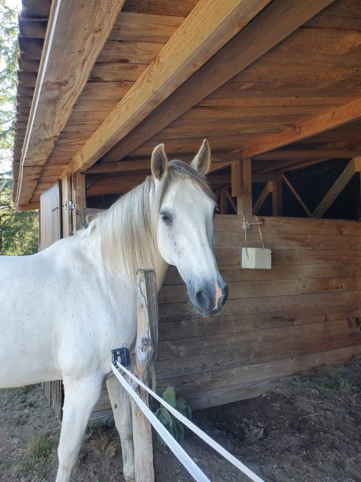 Gelding Barb For sale 2010 White