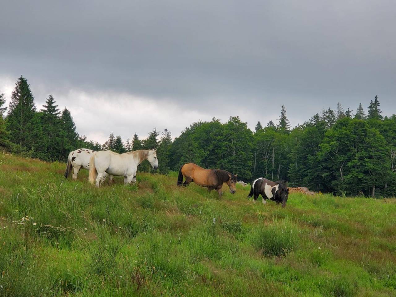 Gelding Barb For sale 2010 White