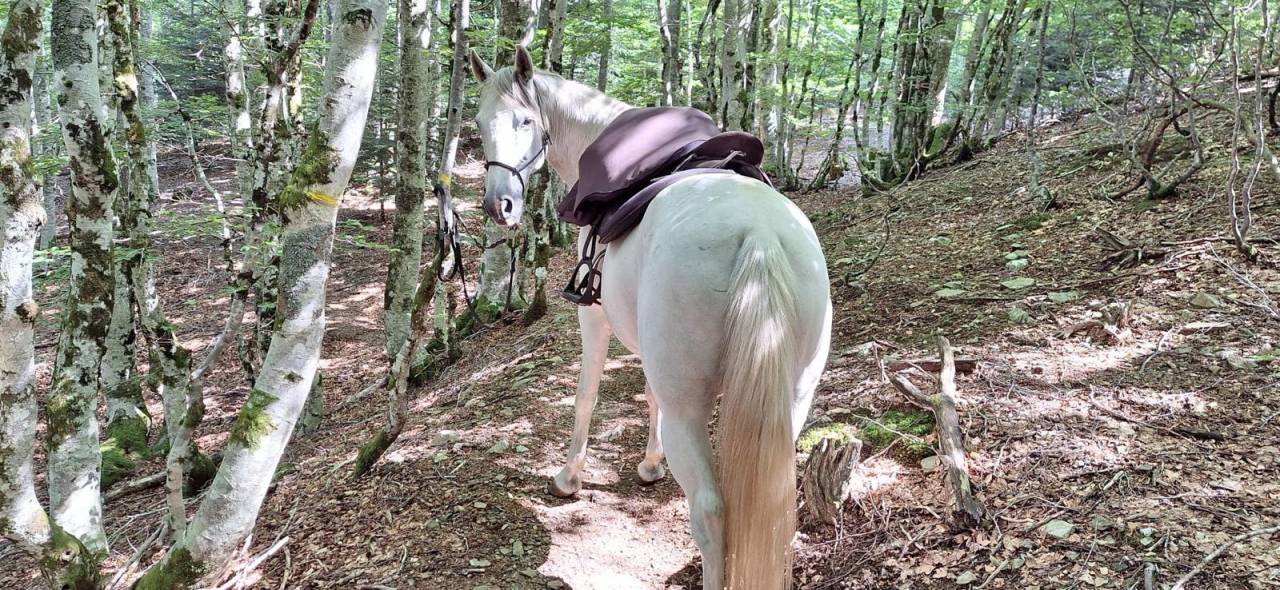 Gelding Barb For sale 2010 White