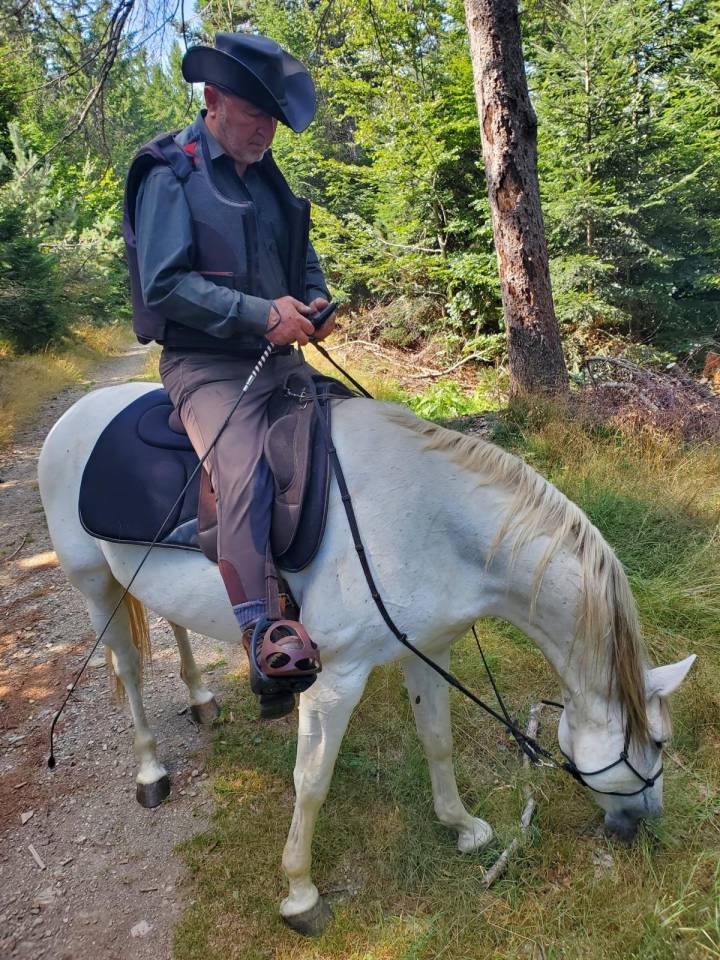 Gelding Barb For sale 2010 White