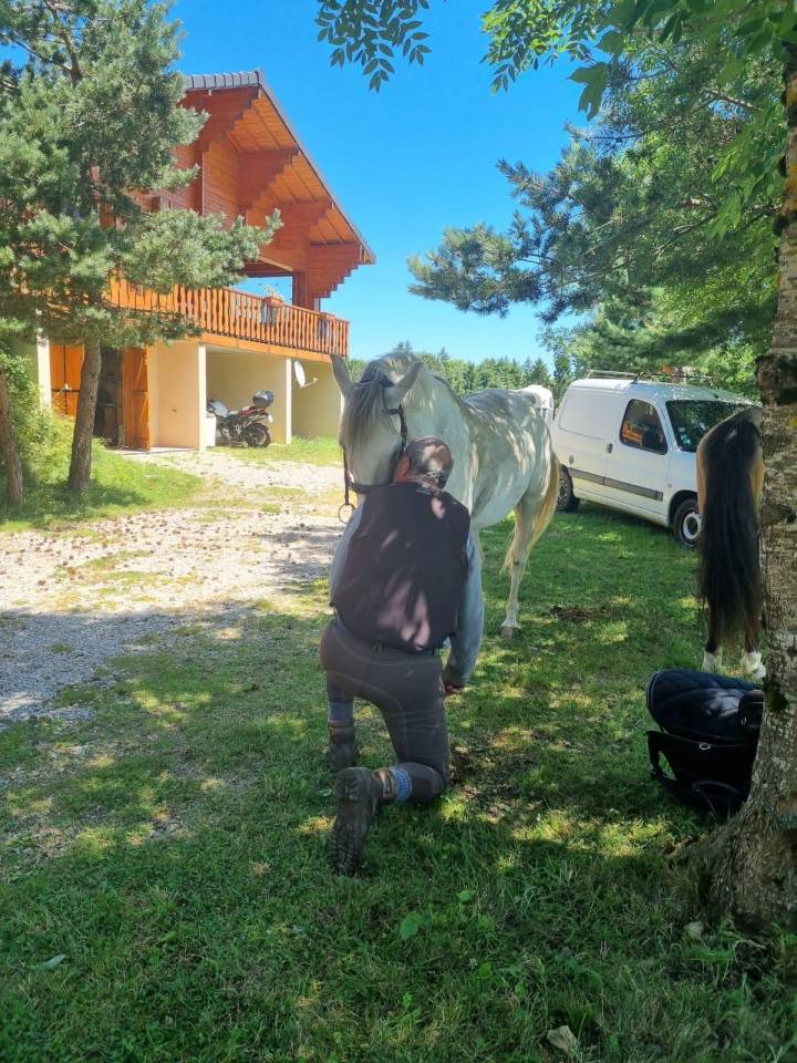 Gelding Barb For sale 2010 White