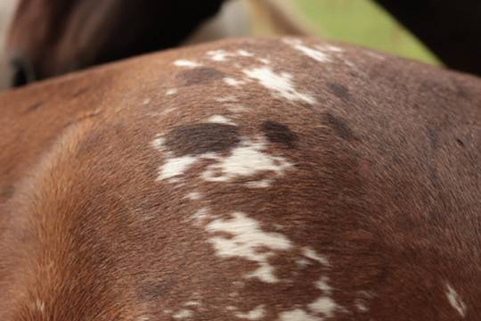 Filly Appaloosa For sale 2024 Bay