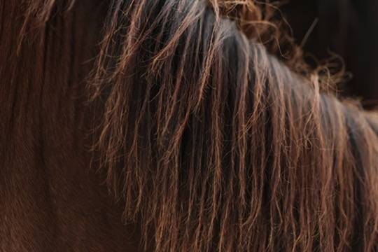 Filly Appaloosa For sale 2024 Bay