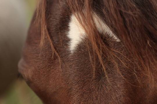 Filly Appaloosa For sale 2024 Bay