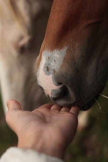 Filly Appaloosa For sale 2024 Bay