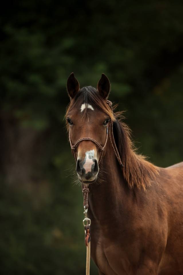 Filly Appaloosa For sale 2024 Bay