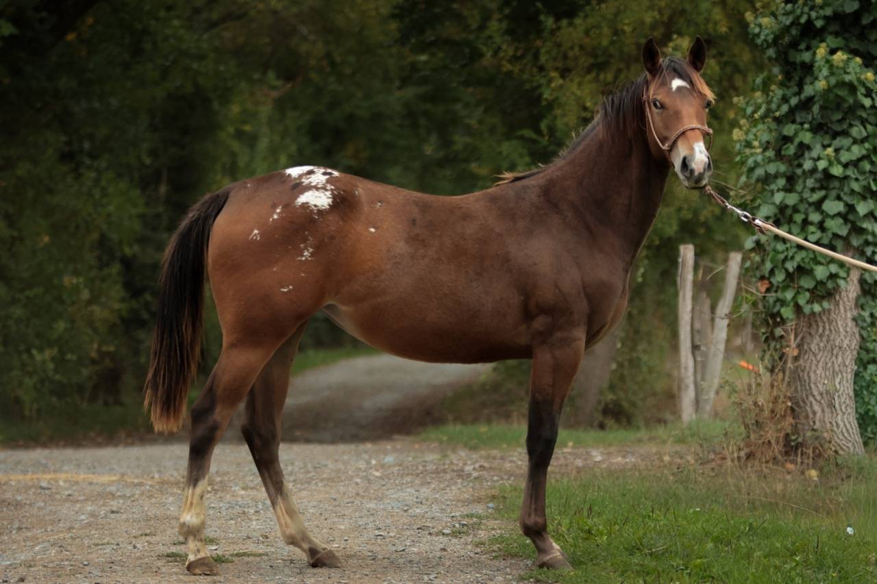 Filly Appaloosa For sale 2024 Bay