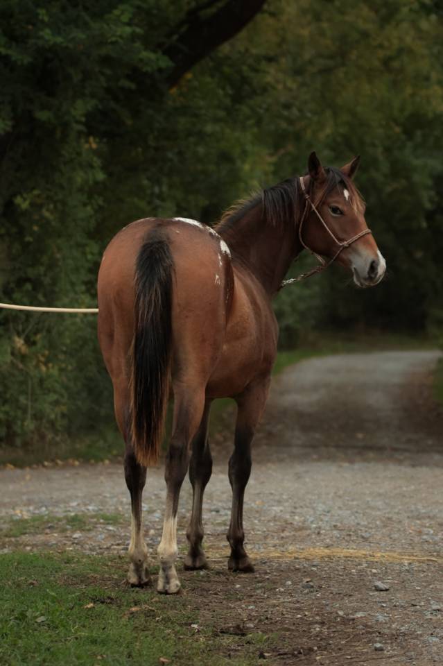 Filly Appaloosa For sale 2024 Bay