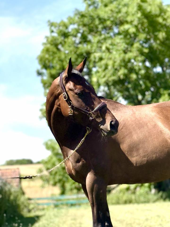 Mare English Thoroughbred For sale 2018 Dark Bay