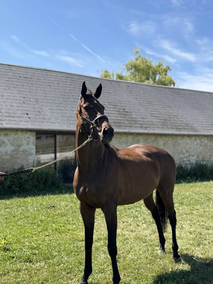 Mare English Thoroughbred For sale 2018 Dark Bay