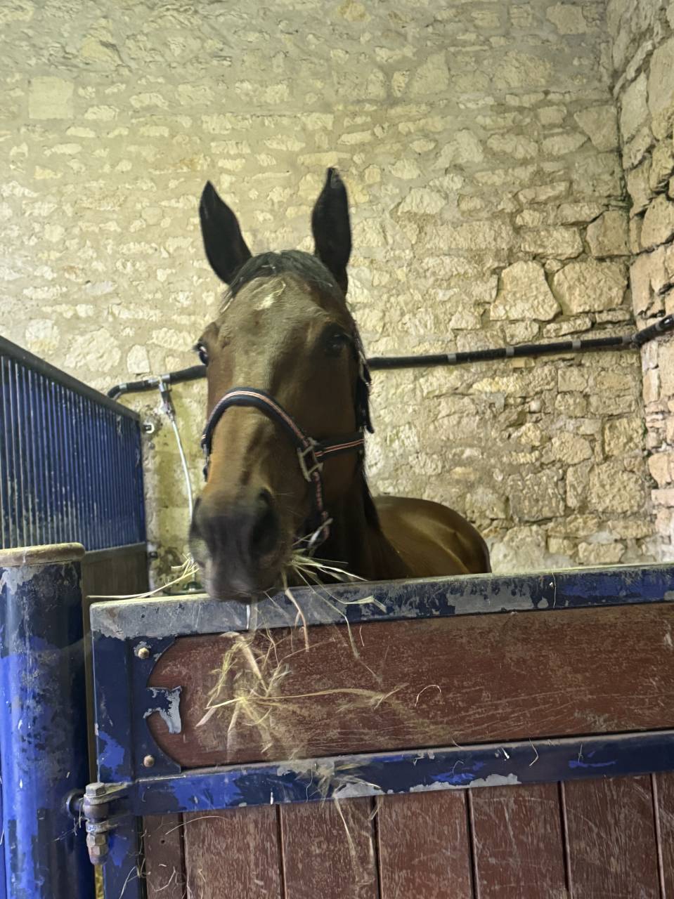 Mare English Thoroughbred For sale 2018 Dark Bay