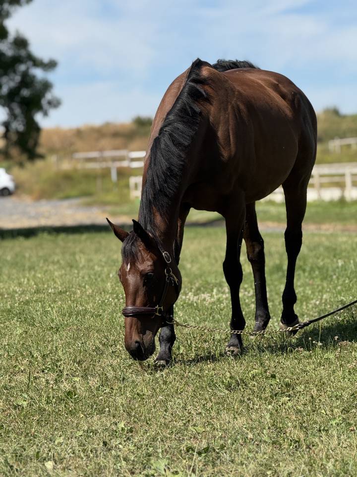 Mare English Thoroughbred For sale 2018 Dark Bay