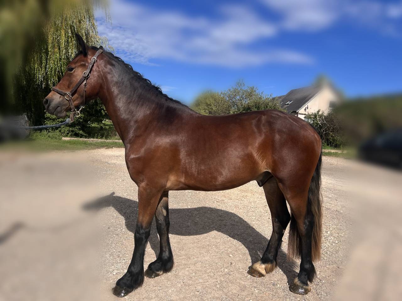 Gelding Welsh Pony (Section D), Welsh Cob For sale 2022 Bay