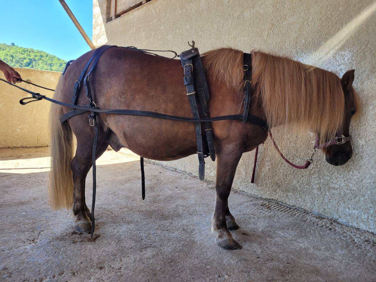 Carriage - Other carriage - Other brand -  