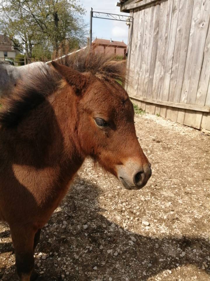 Colt Origin Recorded For sale 2025 Bay