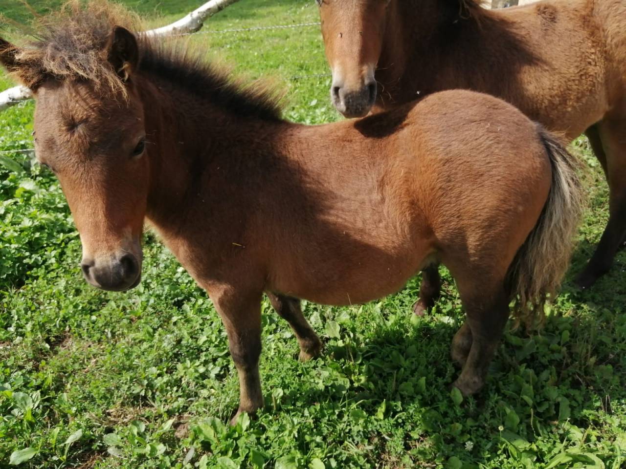 Colt Origin Recorded For sale 2025 Bay