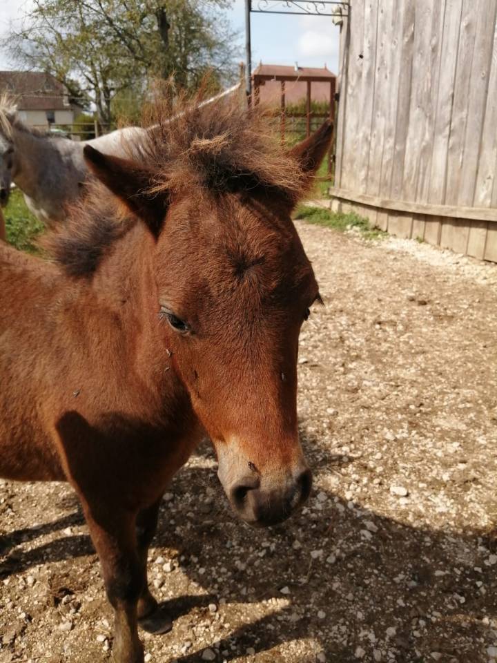 Colt Origin Recorded For sale 2025 Bay