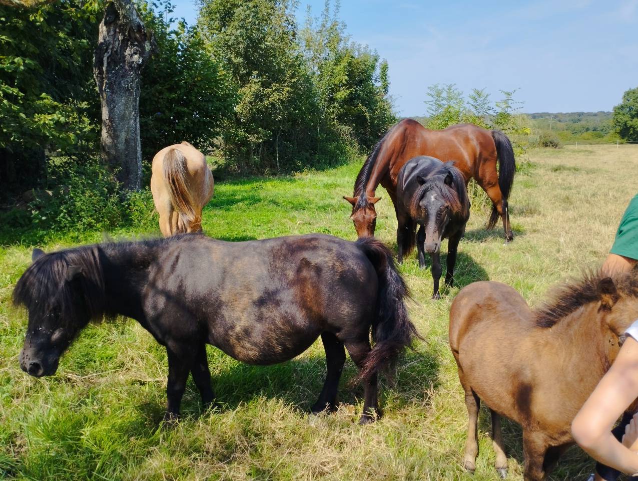 Colt Origin Recorded For sale 2025 Bay