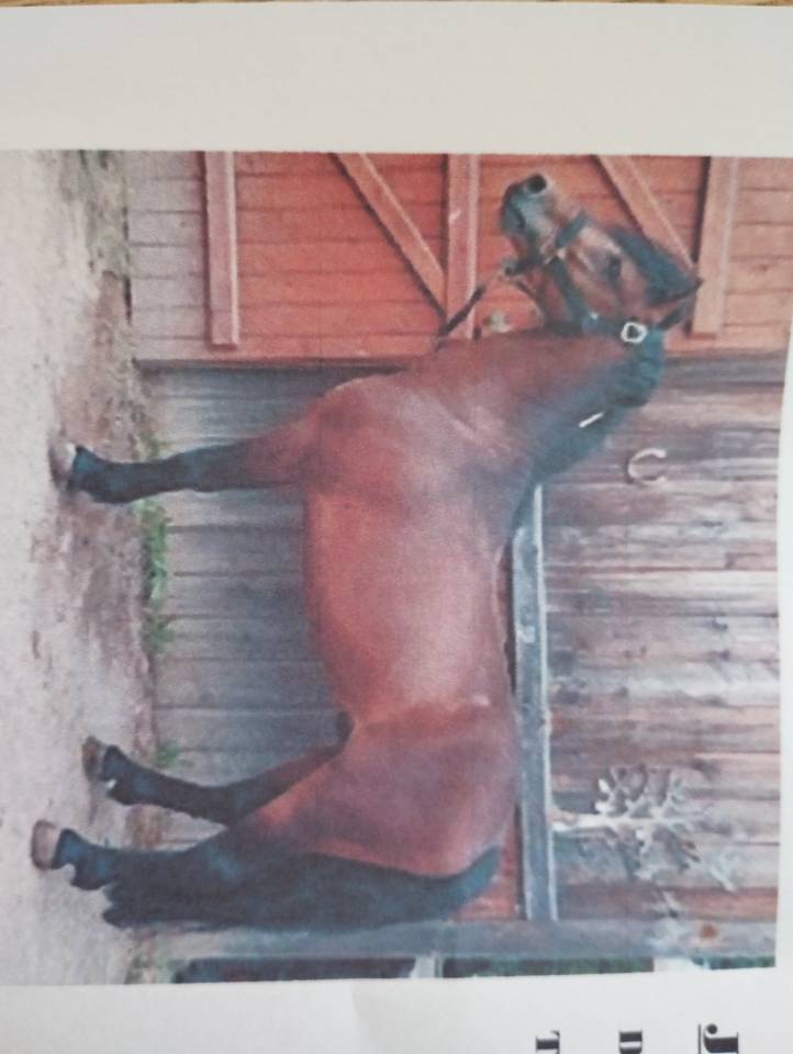 Colt Origin Recorded For sale 2025 Bay