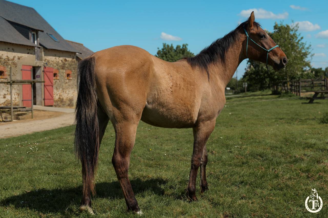 Gelding Paint For sale 2023 Dun