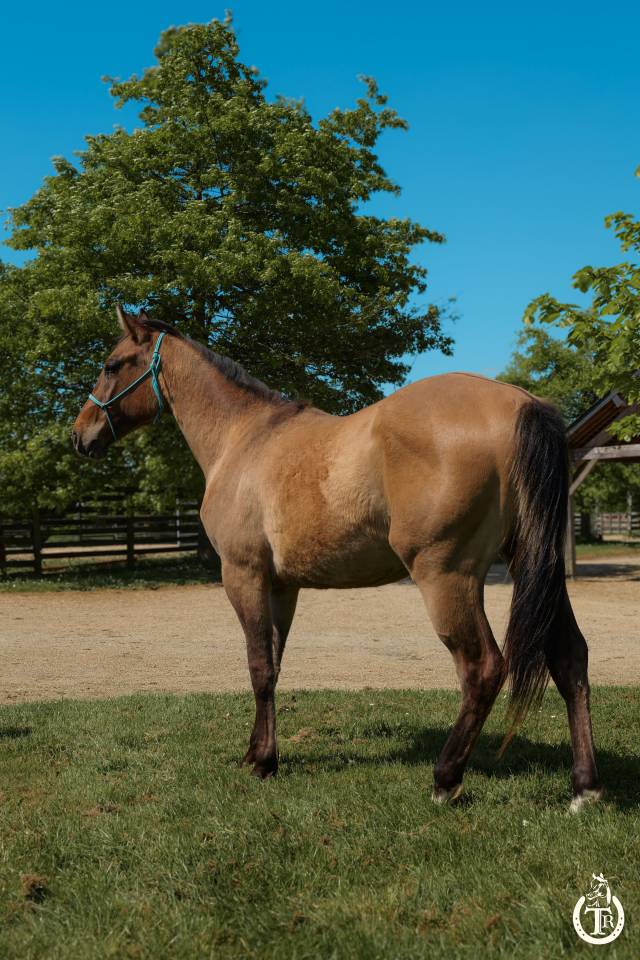 Gelding Paint For sale 2023 Dun