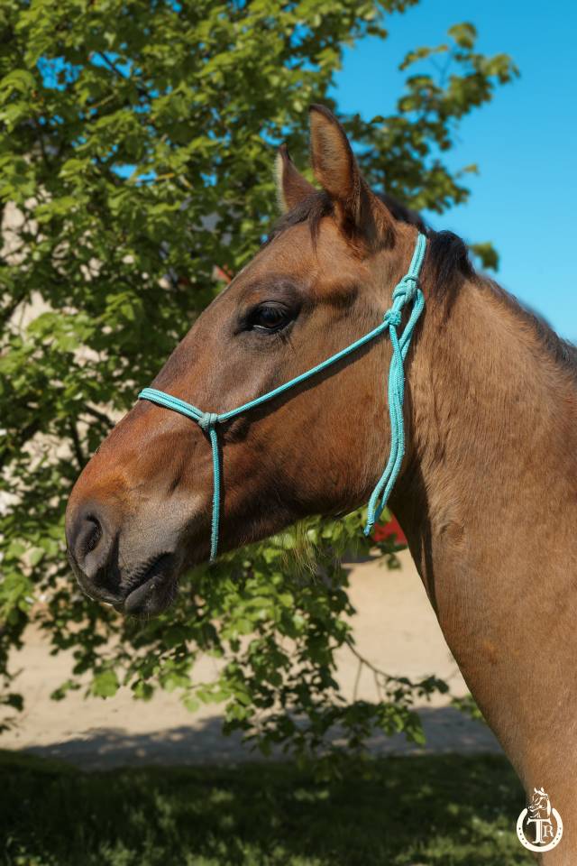 Gelding Paint For sale 2023 Dun